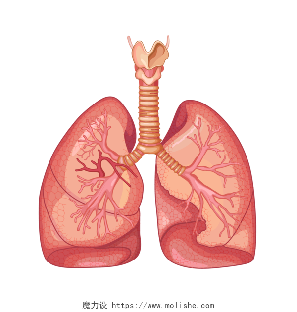 肺部器官图 